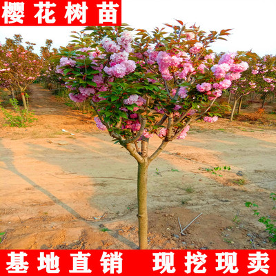 庭院樱花树苗正品南北方盆栽地栽
