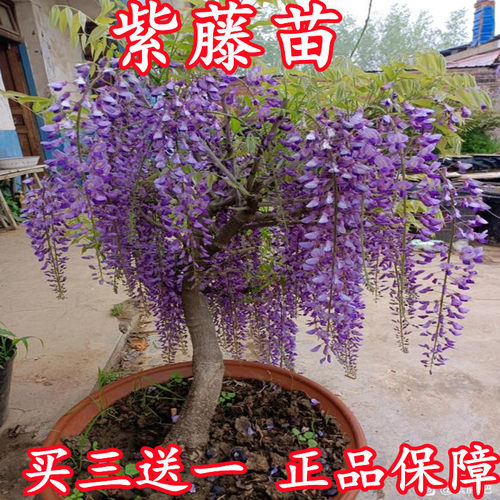 8年以下苗买三送一庭院紫藤苗