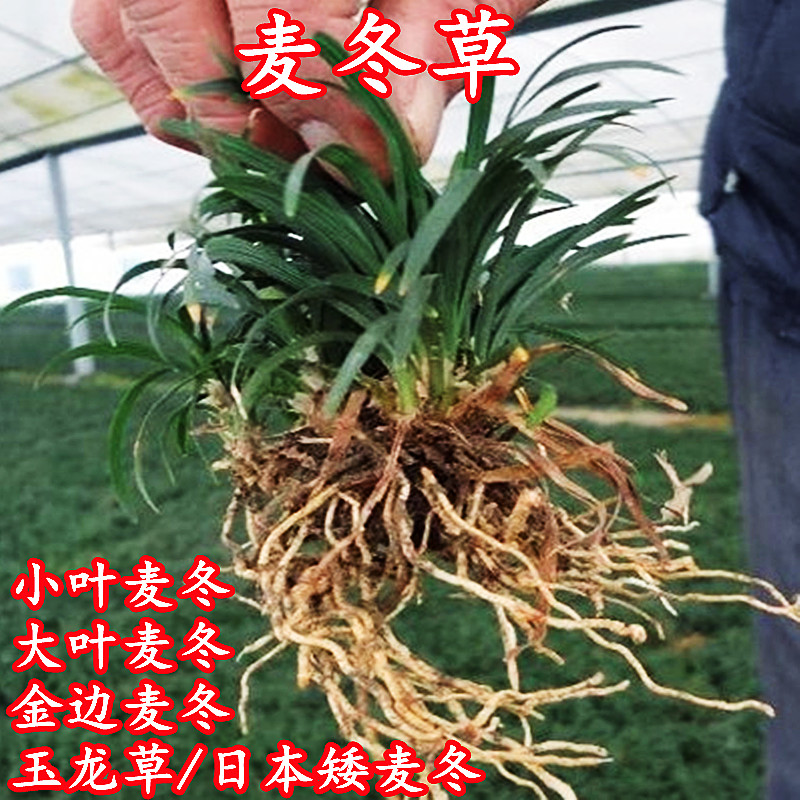 玉龙金边细叶麦冬庭院常青