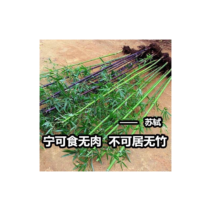 竹子苗紫竹青竹庭院植物北方耐寒竹子树苗景观绿化小竹苗四季常青