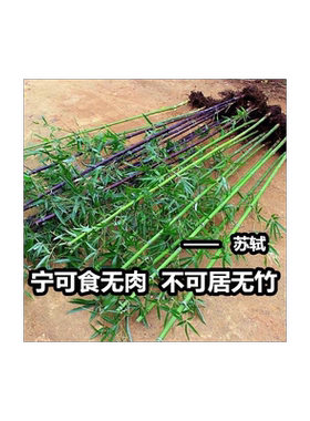 紫竹耐寒竹子庭院植物常青不落叶