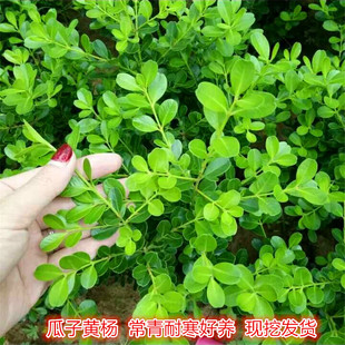 小叶瓜子黄杨苗北方种植地栽盆栽黄杨球庭院园林绿化常青耐寒树苗