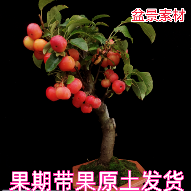 海棠果树苗庭院耐寒海棠吉祥果