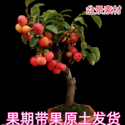 海棠果树苗庭院耐寒海棠吉祥果