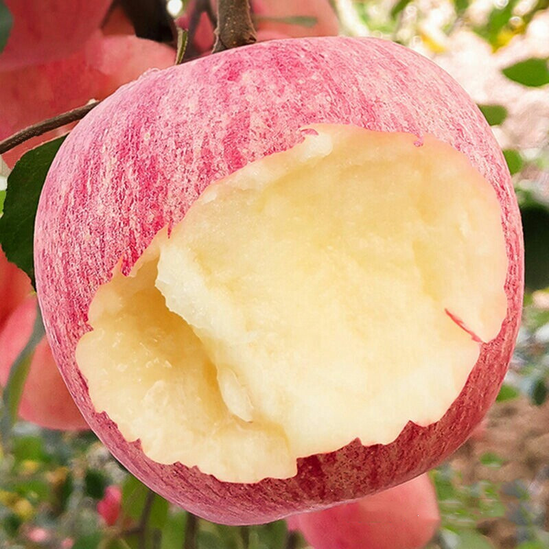 脆甜多汁洛川红富士85mm