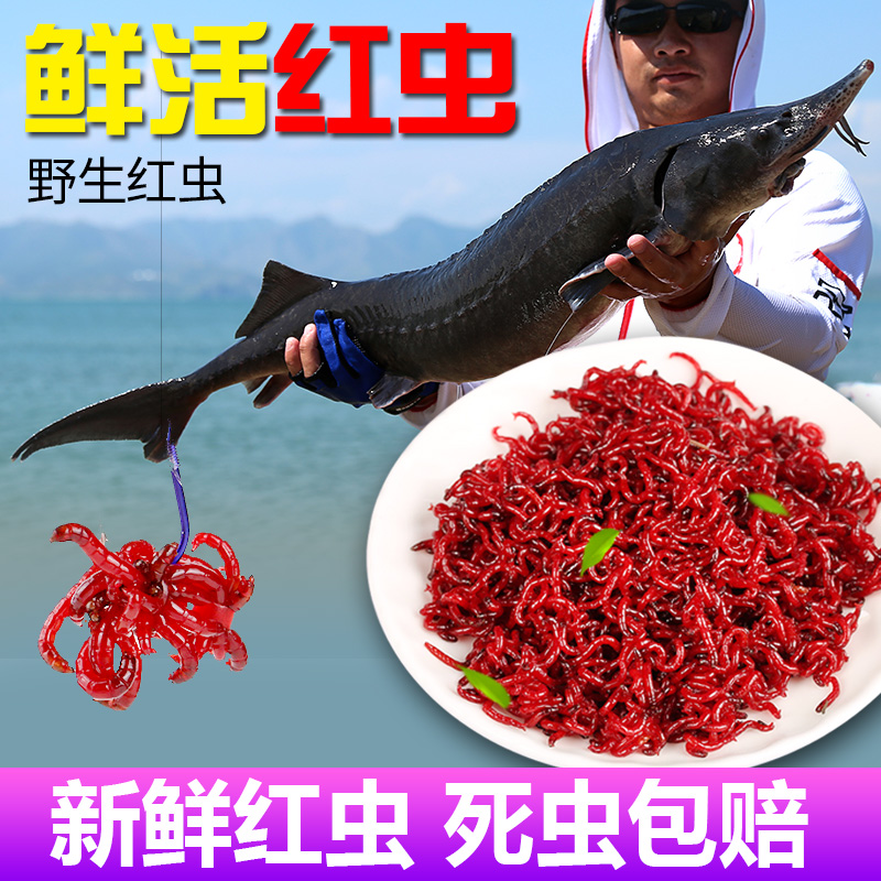 鲜活红虫特大号拉饵鲫鱼野钓天津