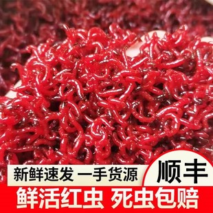 鲜活红虫特大号公虫活体活饵喂鱼饵拉饵鲫鱼野钓饵料钓鱼蚯蚓鱼饵