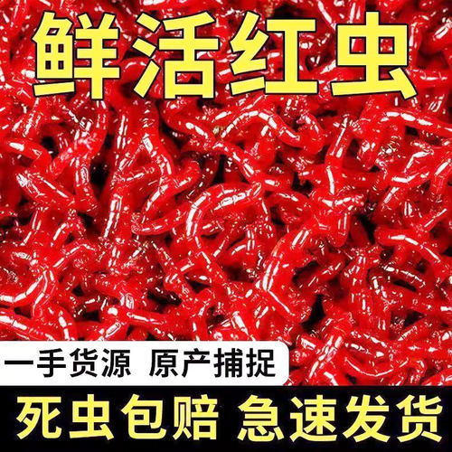 鲜活红虫特大号拉饵鲫鱼野钓