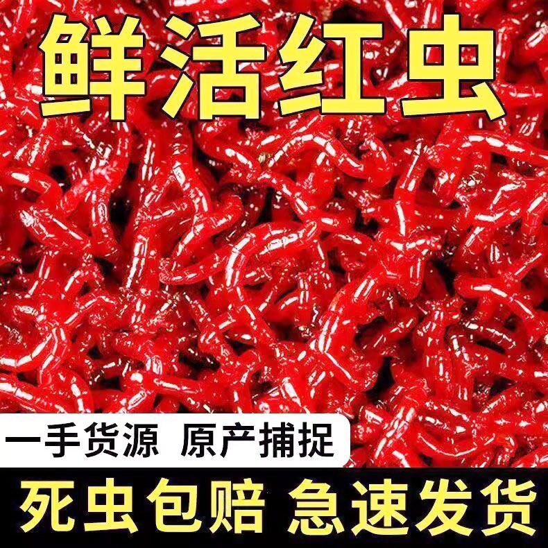 鲜活红虫特大号公虫活体活饵喂鱼饵拉饵鲫鱼野钓饵料钓鱼蚯蚓鱼饵