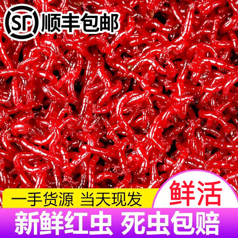 鲜活红虫特大号公虫活体活饵喂鱼饵拉饵鲫鱼野钓饵料钓鱼蚯蚓鱼饵