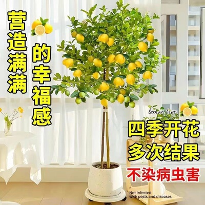 奶茶店香水柠檬树苗盆栽可食用