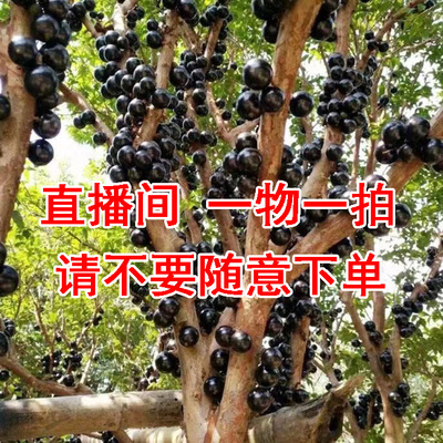嘉宝果树果苗庭院阳台盆栽