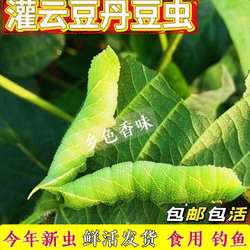 活豆虫灌云豆丹大青虫猪儿虫芝麻虫豆虫黄豆虫豆天蛾老虎虫鲶鱼饵