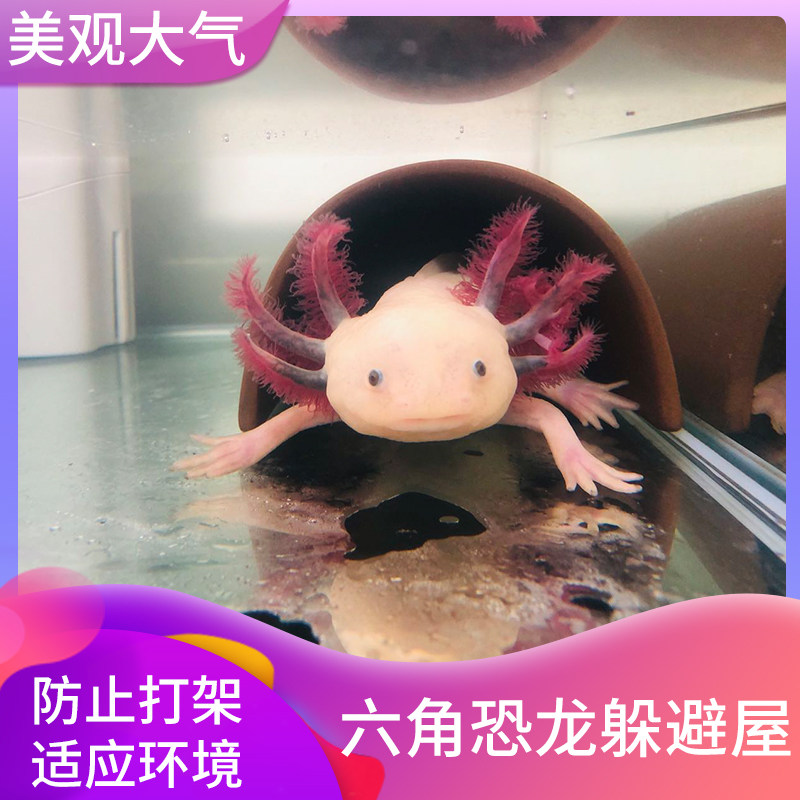 大号大洞口六角恐龙鱼缸躲避屋造景装饰布景防止互咬美观舒适水族