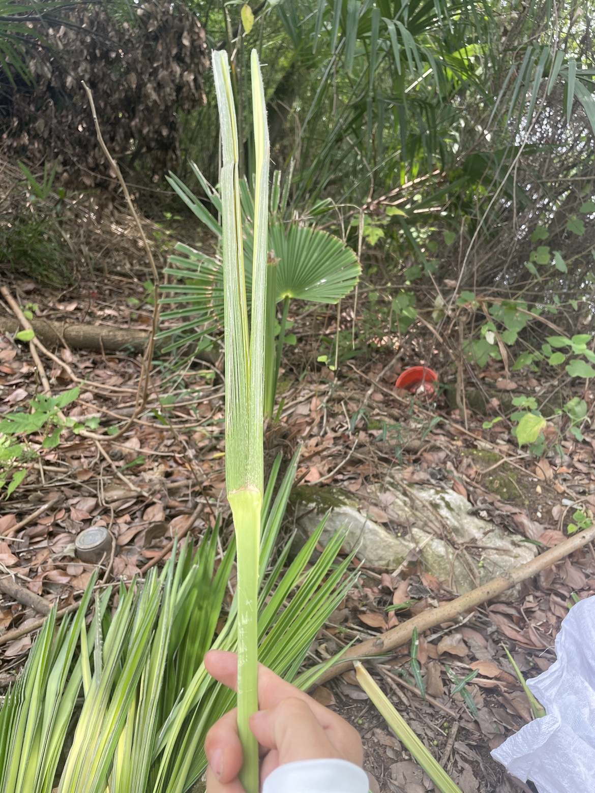 草编原材料新鲜棕榈叶树心嫩心