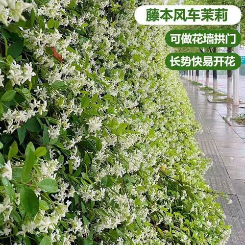 藤本植物庭院种植风车茉莉