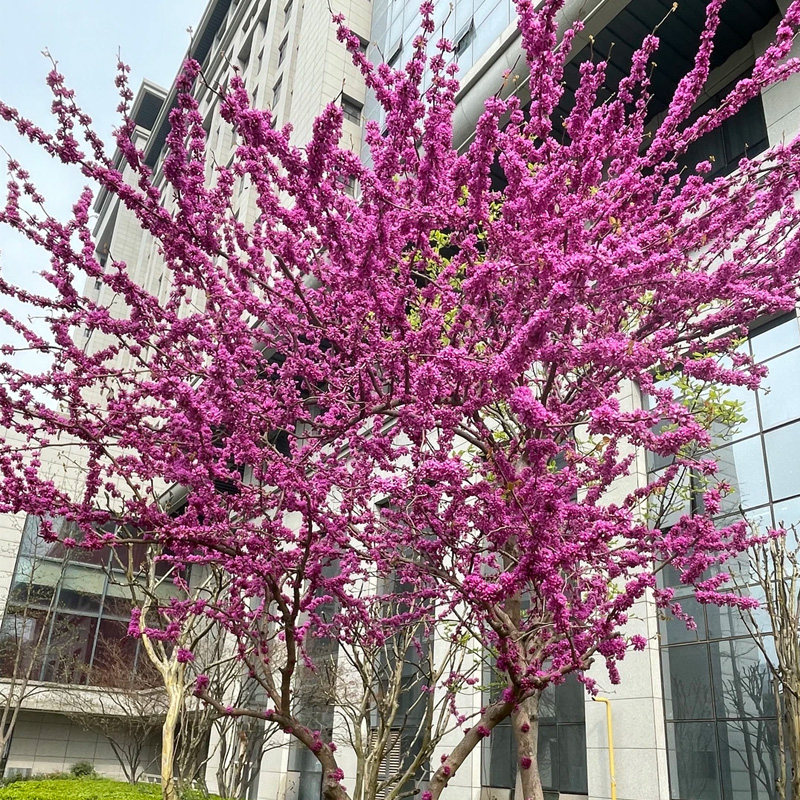 紫荆花树苗室外花卉紫荆植物庭院丛生植物绿化园林风景树苗耐寒