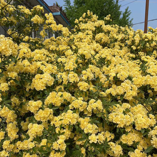 木香花 黄花木香 攀缘花卉 盆栽植物 垂直美化 藤本植物瀑布