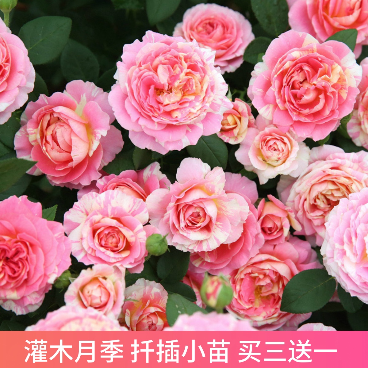 超达花卉欧月大花灌木小苗庭院多季开花绿植盆栽花卉月季蔷薇玫瑰