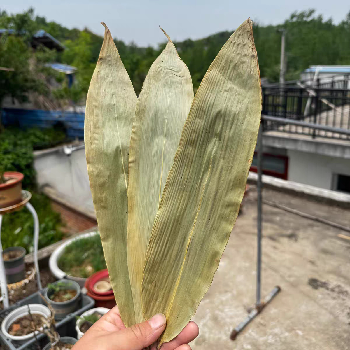 粽叶干大号端午节粽子叶新鲜湖南粽叶