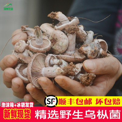 湖南野生新鲜菌菇枞树