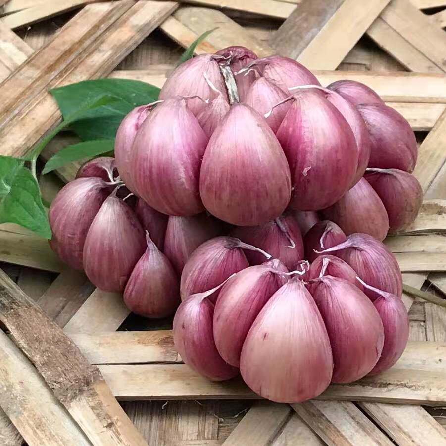 红皮香大蒜云南紫皮大蒜