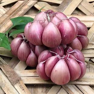 带箱 多瓣蒜云南大理红皮蒜 紫皮蒜大蒜 干蒜去外衣去泥