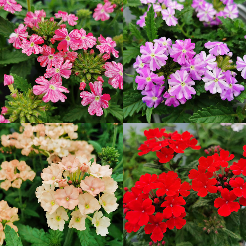 美女樱盆栽苗多年生四季开花美女樱小苗细叶美女樱花苗耐寒耐热