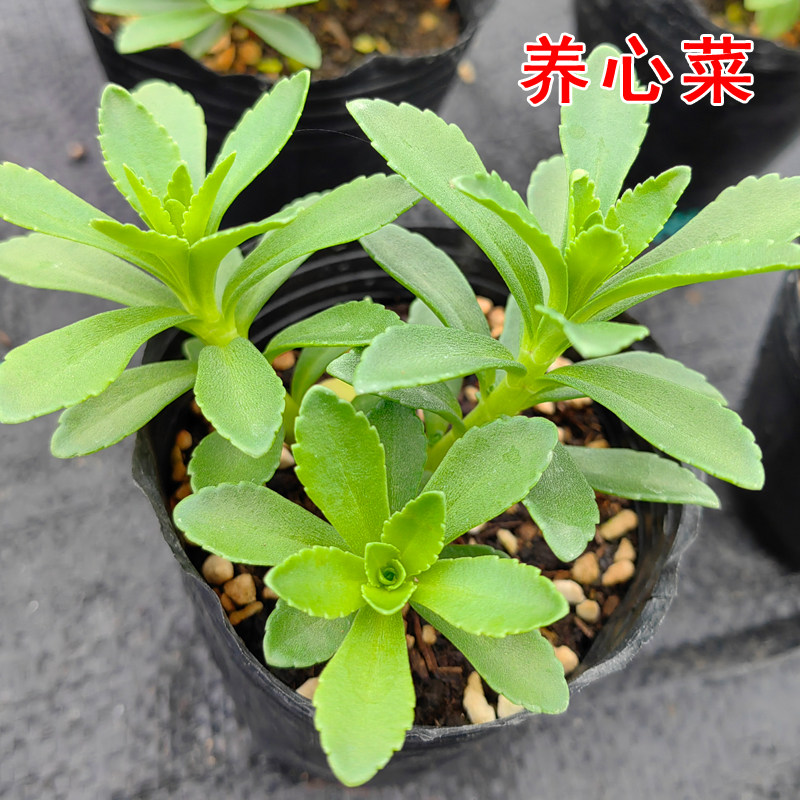 养心菜苗 盆栽小苗可食用费菜 救心菜苗养生高钙菜 景天三七