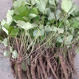 云南深山 虎掌草 草玉梅 见风青  溪畔莲花 500g新鲜货