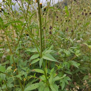 三叶鬼针草种子粘人草中药材降压草小鬼叉花归真草鬼刺草豆渣草