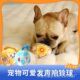 新款 狗狗玩具球毛绒发声互动耐咬嗅闻陪伴幼犬宠物玩具