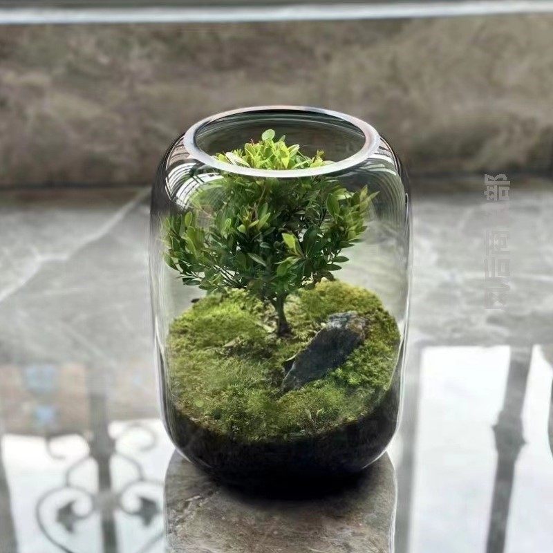 生态瓶微景观免换水diy科学作业材料玻璃办公桌面小鱼缸生态鱼缸图片