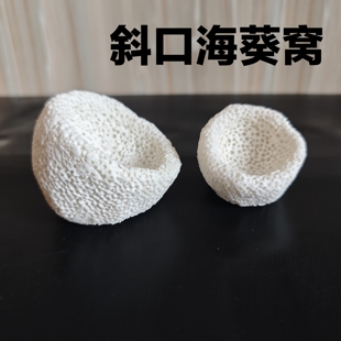 海葵窝海葵屋葵巢奶嘴地毯固定防跑屋蜂窝透水手工造景培菌石