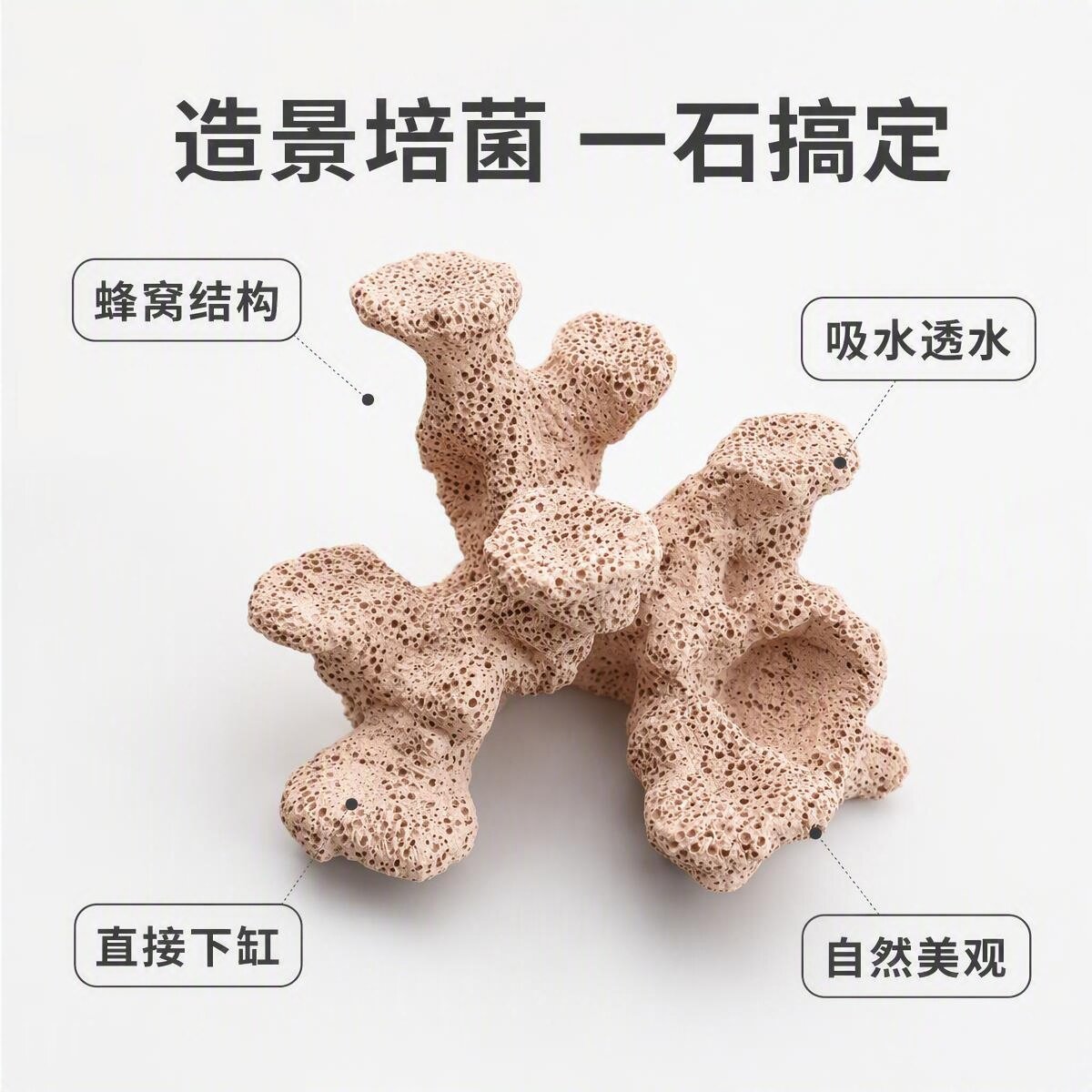 海水鱼缸造景石珊瑚基座培菌石图片