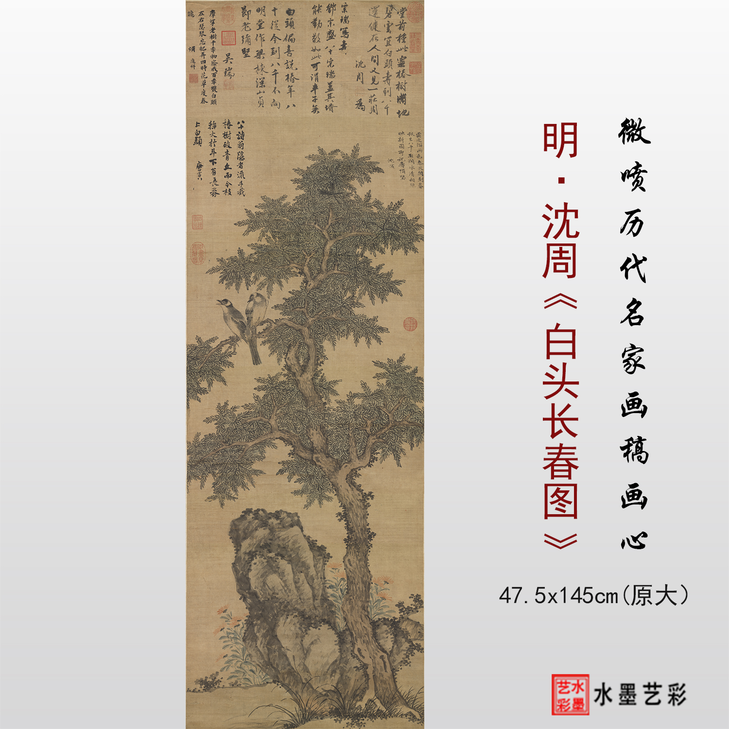 沈周白头长春图高清原大临摹画稿