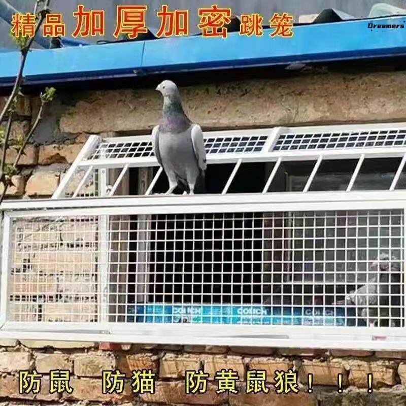 鸽子跳笼信鸽赛鸽用品用具鸽棚
