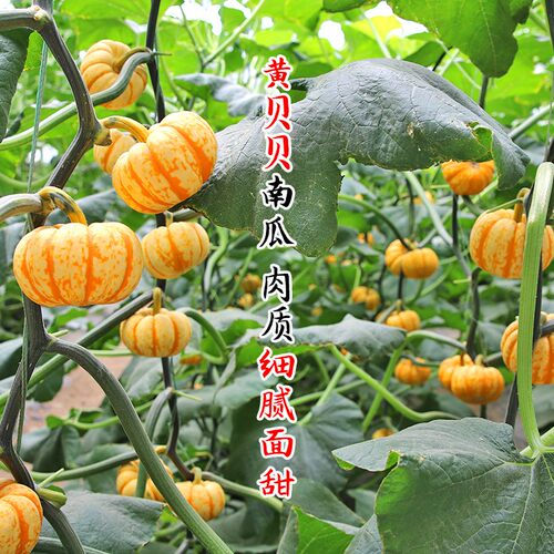 黄贝贝迷你南瓜种子迷你四季板栗蔬菜种种孑籽盆栽四季春夏秋