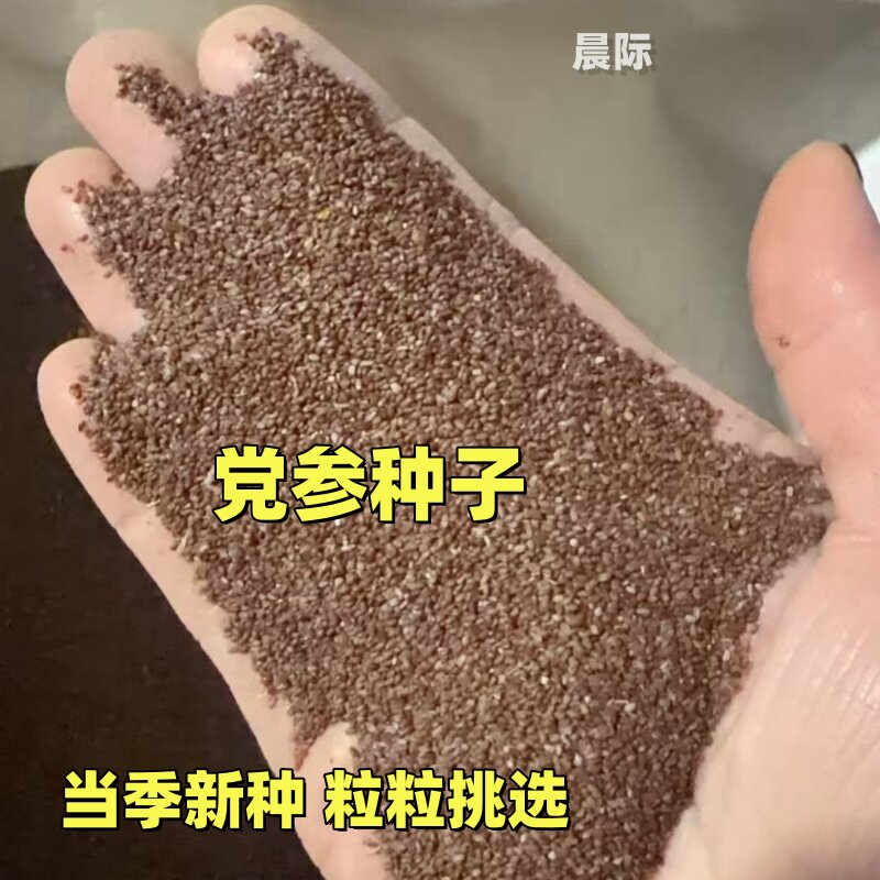 党参种子药材种植苗新鲜多年生党参籽种白条甘肃中草药盆栽党参苗图片