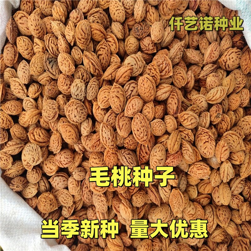 新采野生毛桃种子山桃种子桃核原籽毛桃树嫁接桃李梅花树砧木散籽