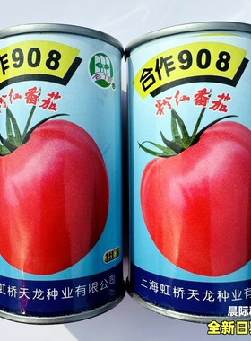 上海天龙合作908粉红番茄种子中早熟无限生长西红柿种籽蔬菜种孑