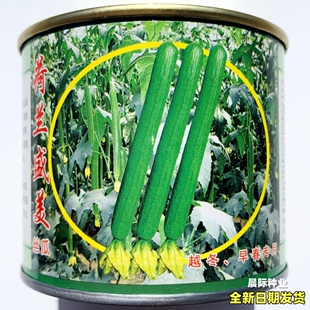 荷兰盛美长香丝瓜种子高产抗病杂交丝瓜种籽农家大田基地春夏秋播