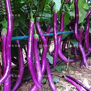 蔬菜种子 紫红长茄子种孑杭茄一号线茄子早熟杭州红茄基地菜园四季