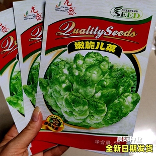 榨菜种籽芥菜儿菜青菜头种子农家田园秋季播耐寒腌渍用榨菜种孑子