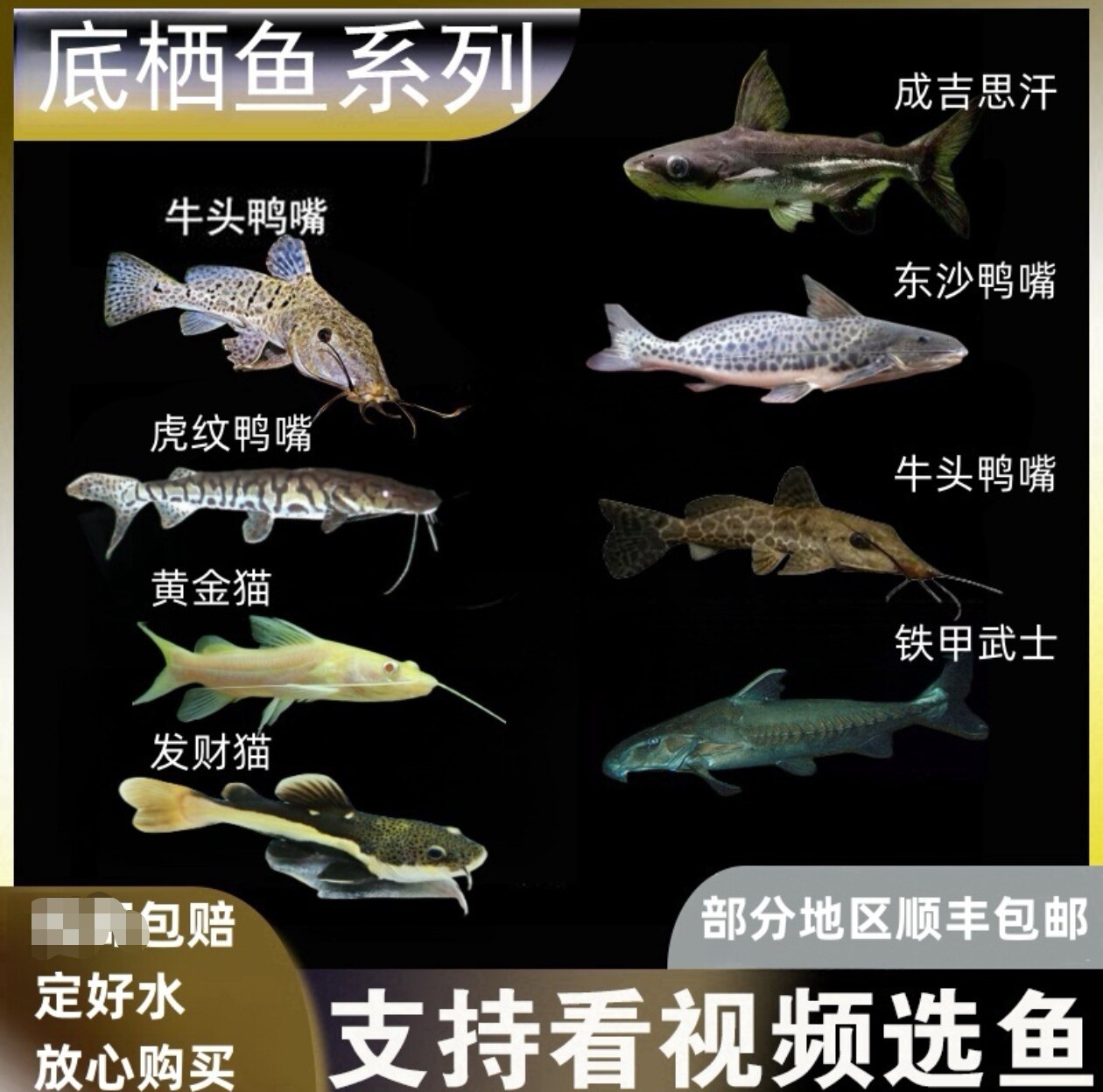 底栖观赏鱼虎纹鸭嘴鲨鱼狗仔鲸发财猫黄金猫铁甲武士鱼