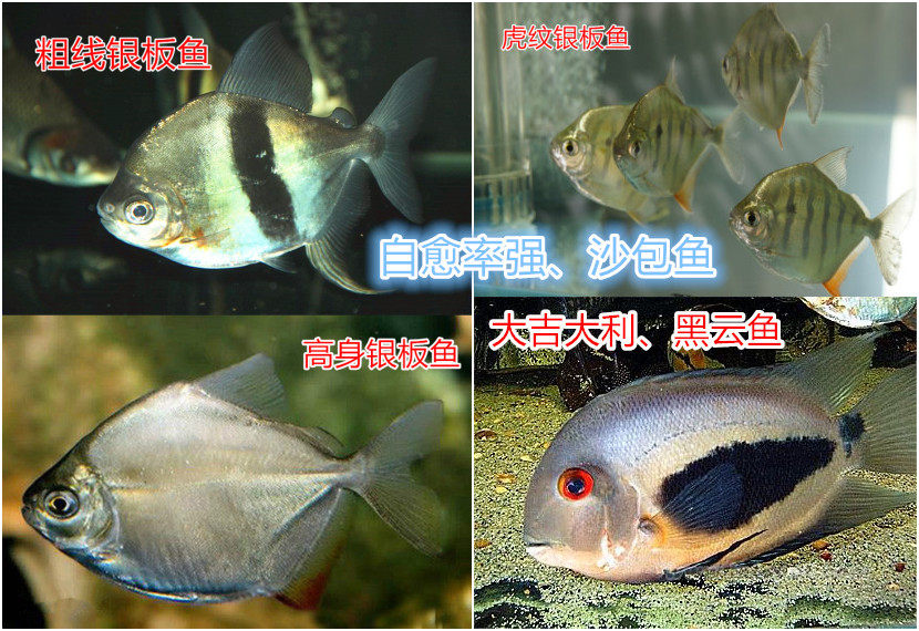 大吉大利黑云鱼粗线银板鱼高身虎纹银板鱼三角大型沙包鱼
