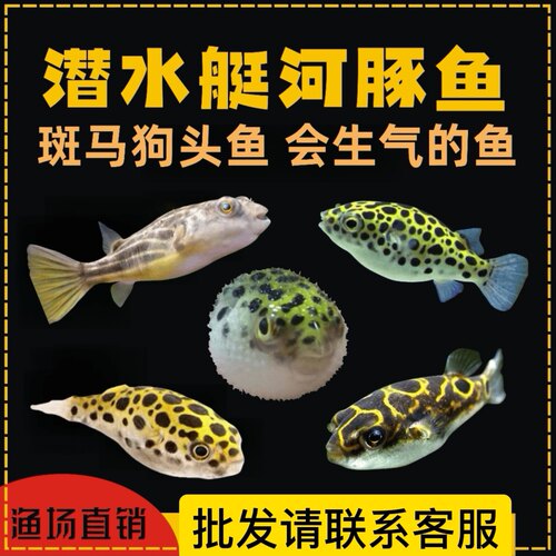 顺丰包邮热带鱼会鼓起河豚热带鱼