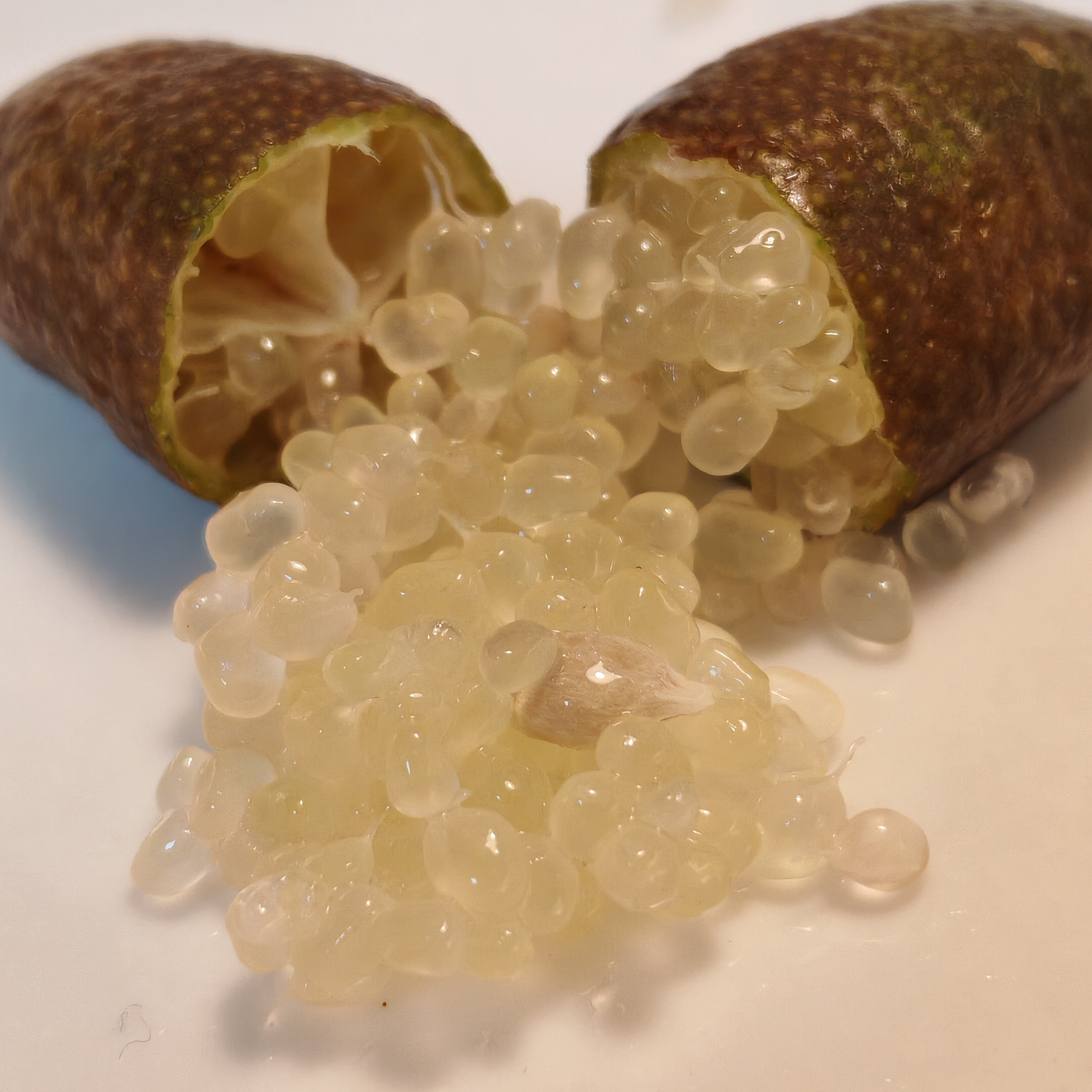 手指柠檬棕皮白色指橙