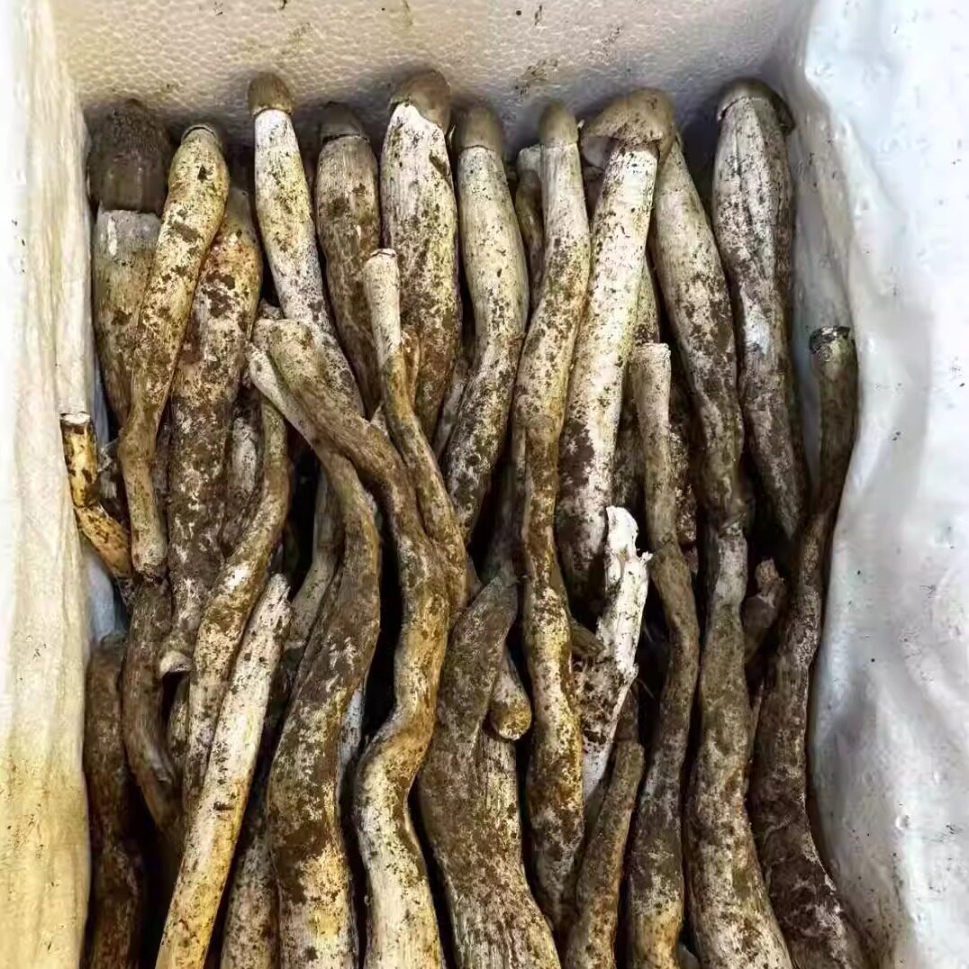 新鲜荔枝菌1斤当季蘑菇发顺丰