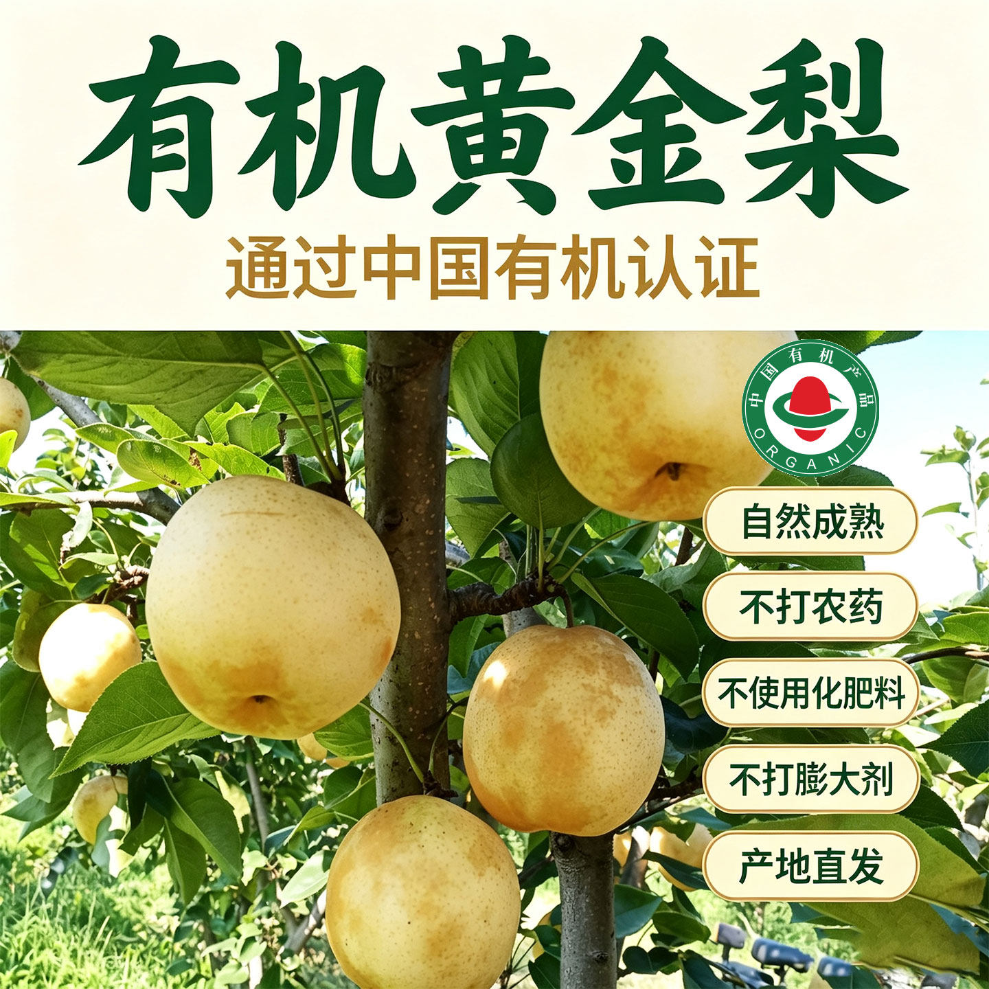 正宗河南南阳有机黄金梨新鲜水果现摘现发脆甜细腻无渣孕妇水果